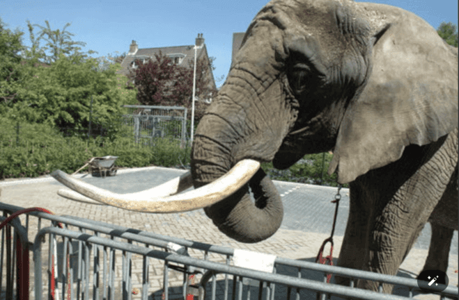 RBW elephant moment